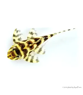 L333 - Hypancistrus sp. 4-6 cm