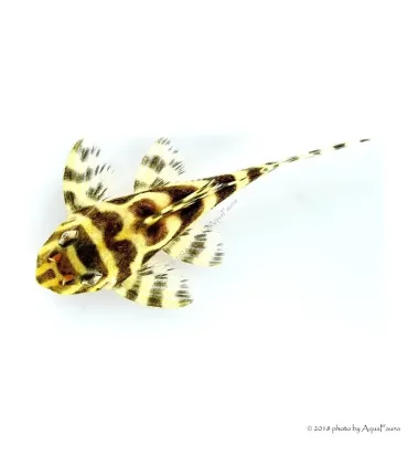 L333 - Hypancistrus sp. 4-6 cm
