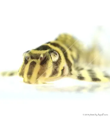 L333 - Hypancistrus sp. 4-6 cm
