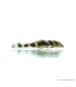 L168 - Zonancistrus brachyurus