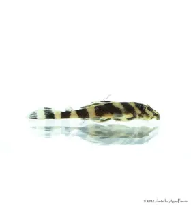 L168 - Zonancistrus brachyurus