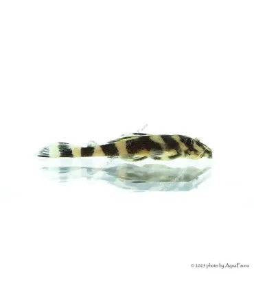 L168 - Zonancistrus brachyurus