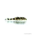 L168 - Zonancistrus brachyurus
