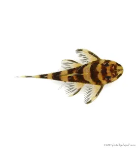 L168 - Zonancistrus brachyurus