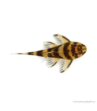 L168 - Zonancistrus brachyurus