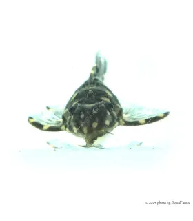 L201 - Hypancistrus sp. - 6 cm