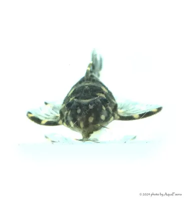 L201 - Hypancistrus sp. - 6 cm