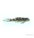L201 - Hypancistrus sp. - 6 cm