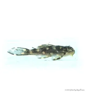 L201 - Hypancistrus sp. - 6 cm