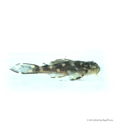 L201 - Hypancistrus sp. - 6 cm
