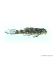 L201 - Hypancistrus sp. - 6 cm