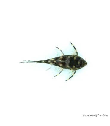 L201 - Hypancistrus sp. - 6 cm