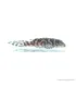 L236 - Hypancistrus sp. - 4-6 cm