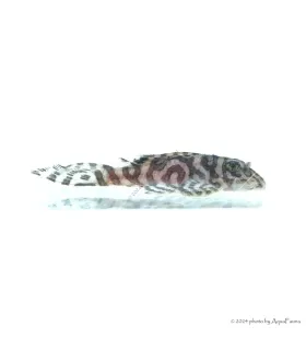 L236 - Hypancistrus sp. - 4-6 cm