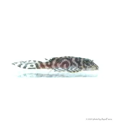 L236 - Hypancistrus sp. - 4-6 cm