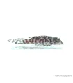 L236 - Hypancistrus sp. - 4-6 cm