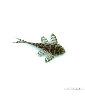 L236 - Hypancistrus sp. - 4-6 cm