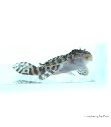 L236 - Hypancistrus sp. - 4-6 cm