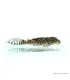 L66 - Hypancistrus sp. - 4-6 cm