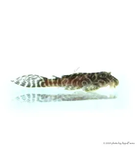L66 - Hypancistrus sp. - 4-6 cm