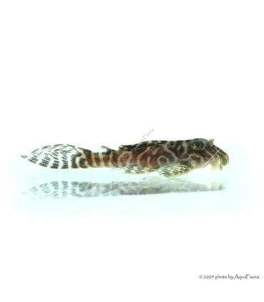 L66 - Hypancistrus sp. - 4-6 cm