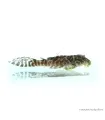 L66 - Hypancistrus sp. - 4-6 cm