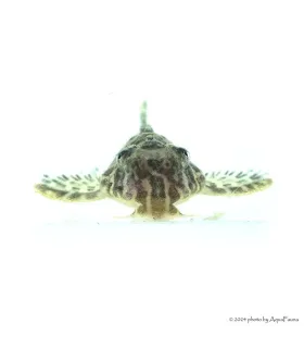 L66 - Hypancistrus sp. - 4-6 cm