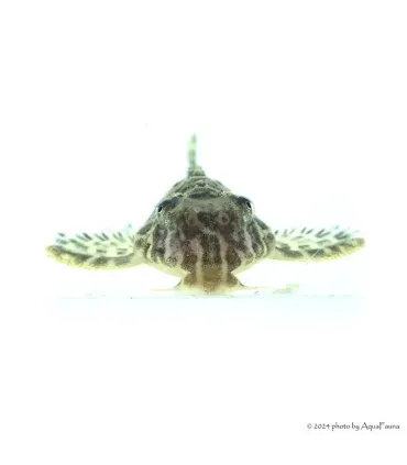 L66 - Hypancistrus sp. - 4-6 cm
