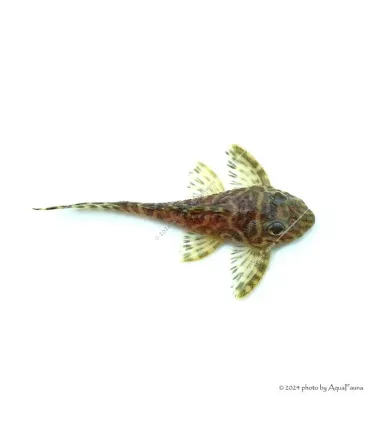 L66 - Hypancistrus sp. - 4-6 cm