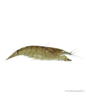 Atyopsis moluccensis - Legyezőgarnéla
