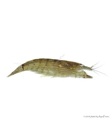 Atyopsis moluccensis - Legyezőgarnéla