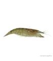 Atyopsis moluccensis - Legyezőgarnéla