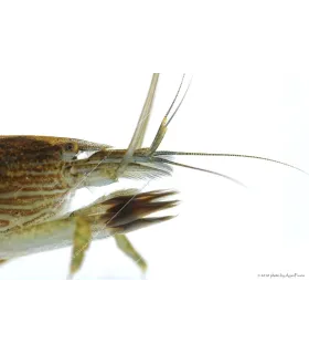 Atyopsis moluccensis - Legyezőgarnéla