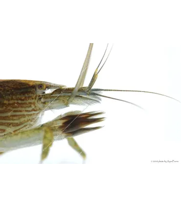 Atyopsis moluccensis - Legyezőgarnéla