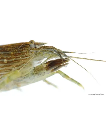 Atyopsis moluccensis - Legyezőgarnéla