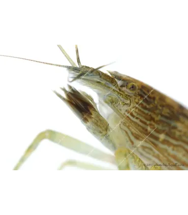 Atyopsis moluccensis - Legyezőgarnéla