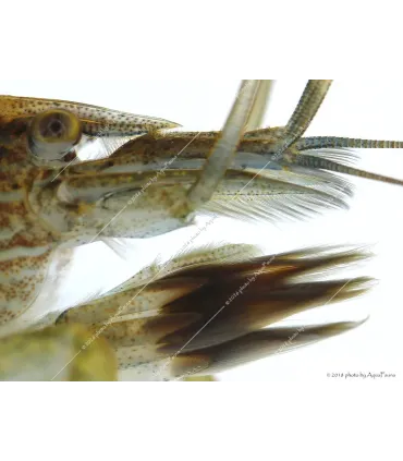 Atyopsis moluccensis - Legyezőgarnéla