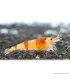 Caridina cf. cantonensis - Red Crystal garnéla - CRS