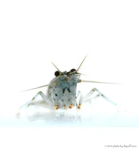 Caridina multidentata - Amano garnéla