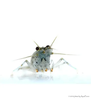 Caridina multidentata - Amano garnéla