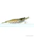 Caridina multidentata - Amano garnéla