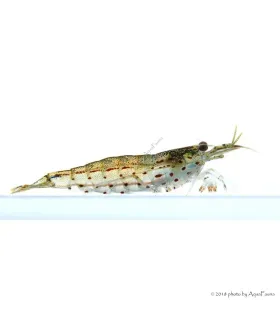 Caridina multidentata - Amano garnéla