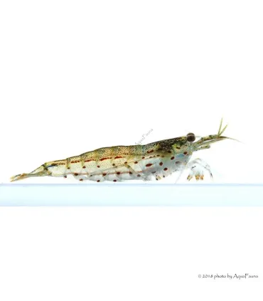 Caridina multidentata - Amano garnéla