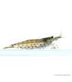 Caridina multidentata - Amano garnéla