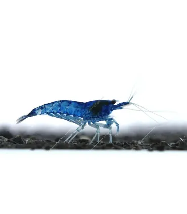 Neocaridina davidi (heteropoda) var. Blue dream - Blue dream garnéla