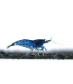 Neocaridina davidi (heteropoda) var. Blue dream - Blue dream garnéla