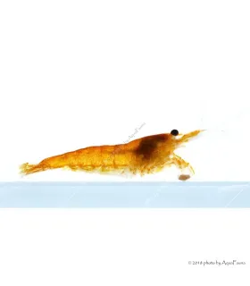 Neocaridina davidi (heteropoda) var. Orange - Orange Sakura garnéla