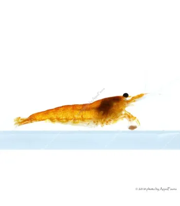 Neocaridina davidi (heteropoda) var. Orange - Orange Sakura garnéla