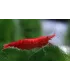 Neocaridina davidi (heteropoda) var. Red Sakura - Red Sakura garnéla