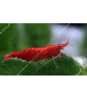 Neocaridina davidi (heteropoda) var. Red Sakura - Red Sakura garnéla